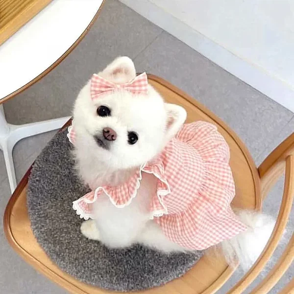 Pink Plaid Lace Dog Dress